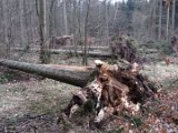 Nach Orkan Friederike - Zw. Dassel u. Erholungsheim  (43)